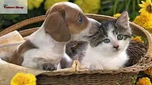 Pets - Rios Future Shop